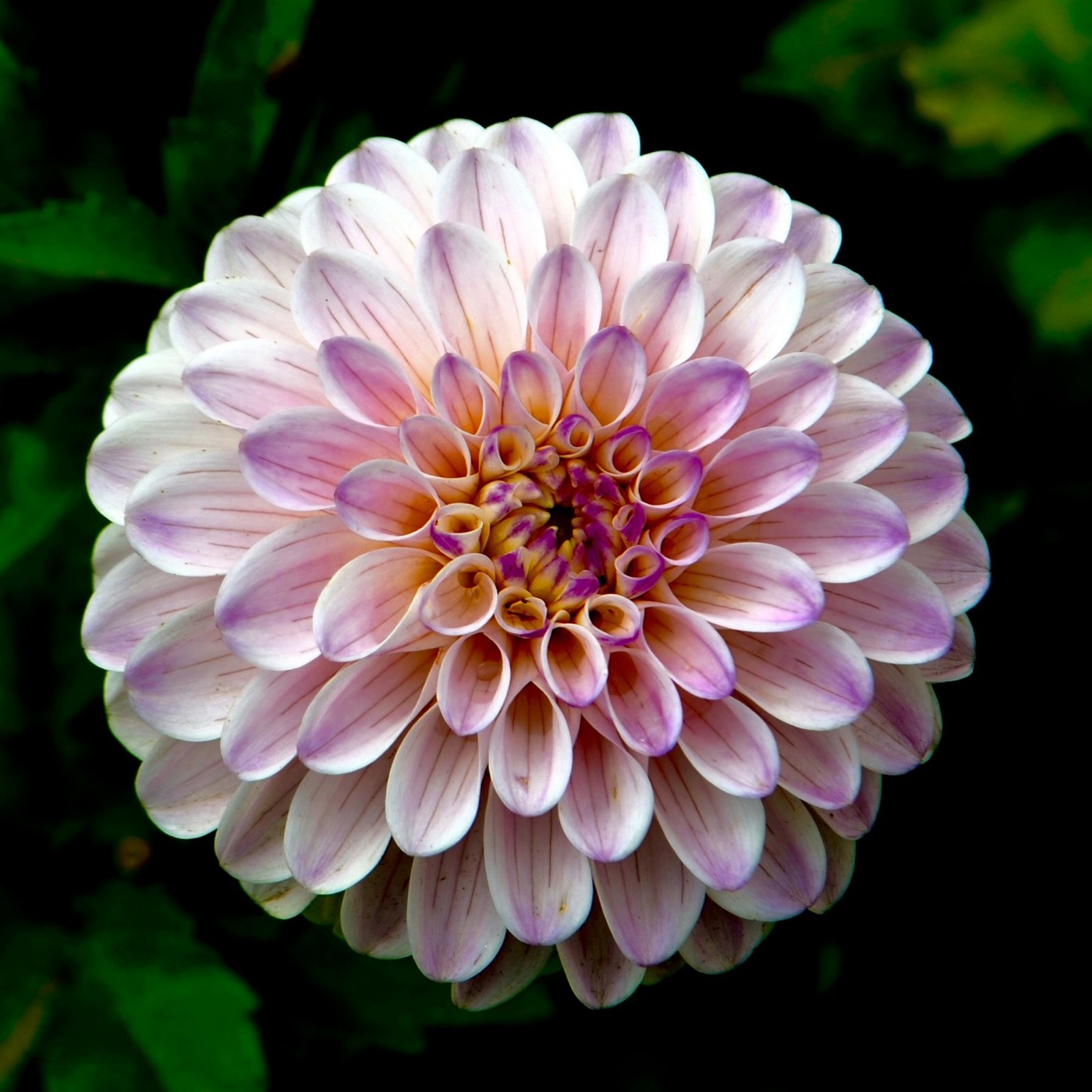 A white and pink dahlia against a dark background