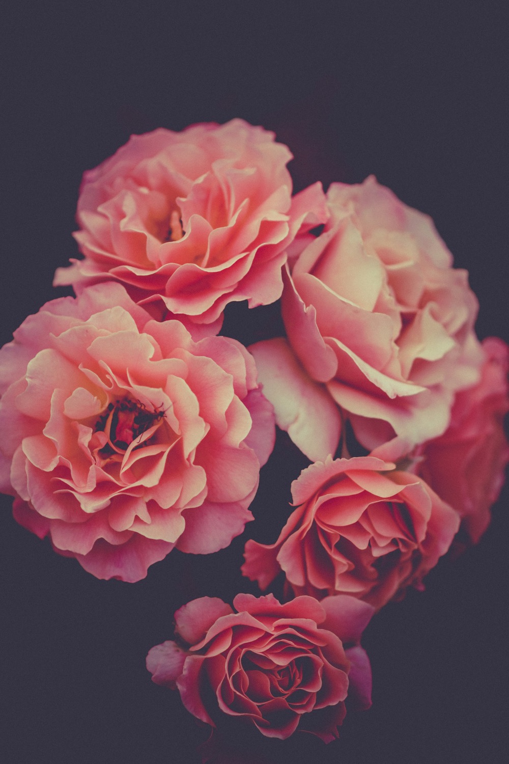 Apricot Dusk — Peach roses on dark foliage
