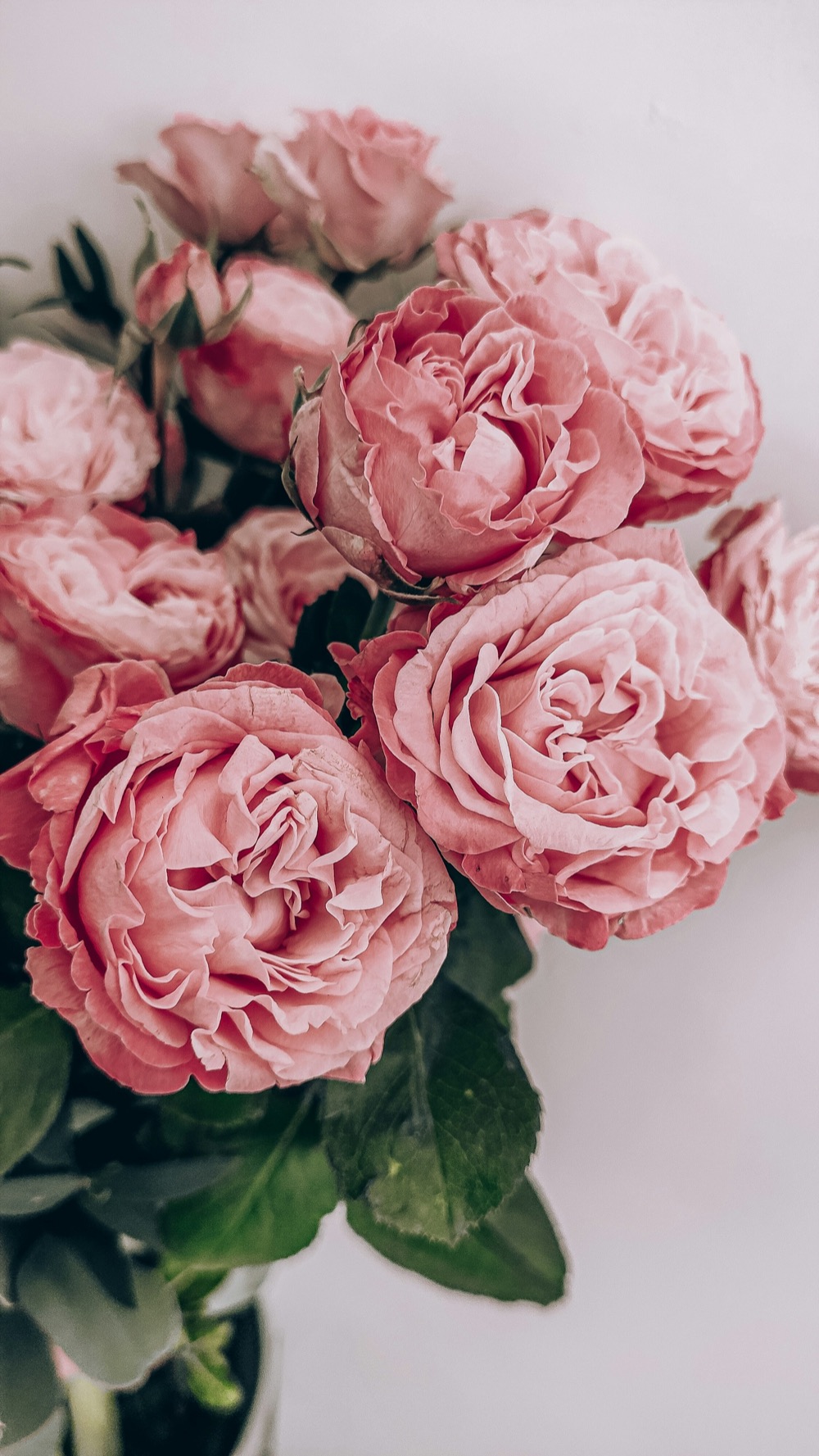 Peony Cloud — Blush and powder pink