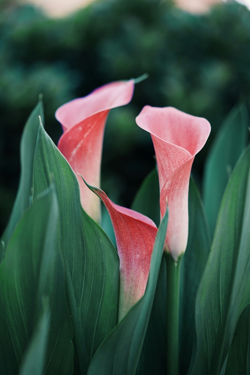 Pink calla lilies among green leaves