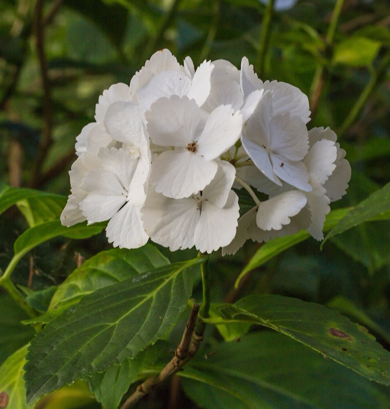 A white hydrangea head with green leaves
