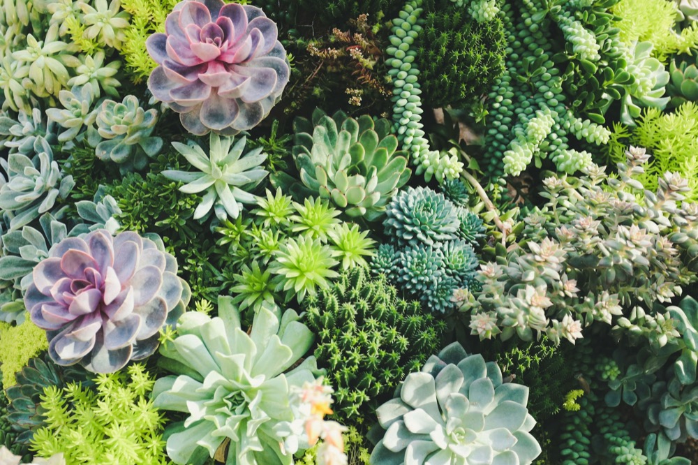 A collection of succulents seen from above