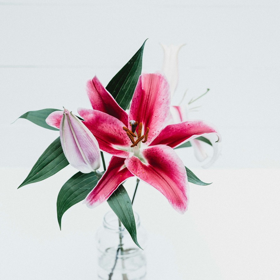 A pink lily with open petals in a clear vase