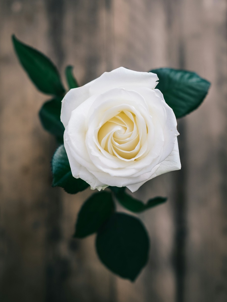 A white rose with green leaves on a wooden surface
