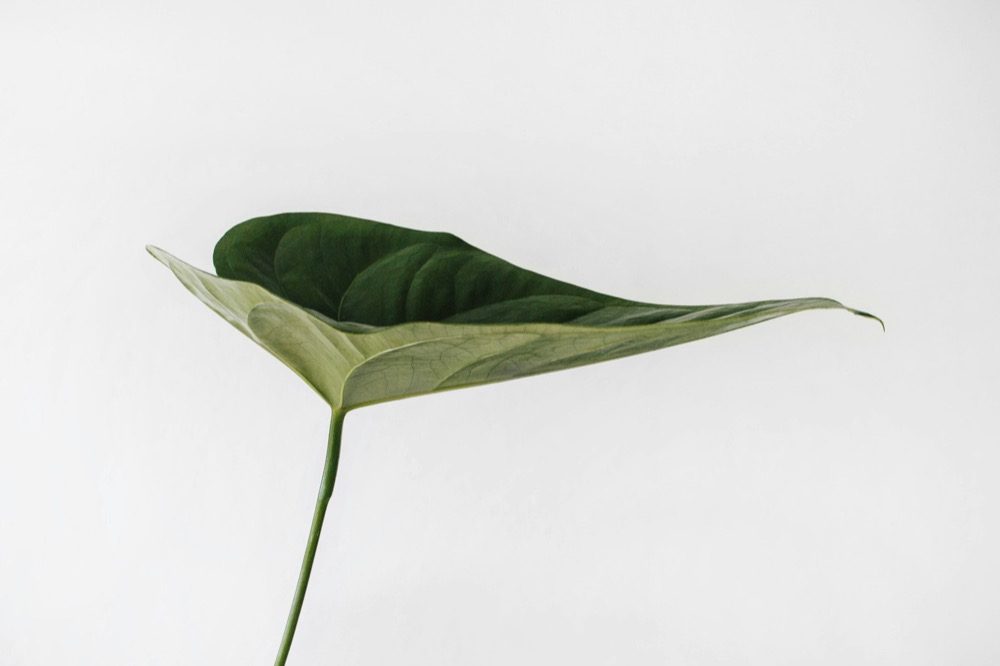 A single green leaf on a long stem against a white background