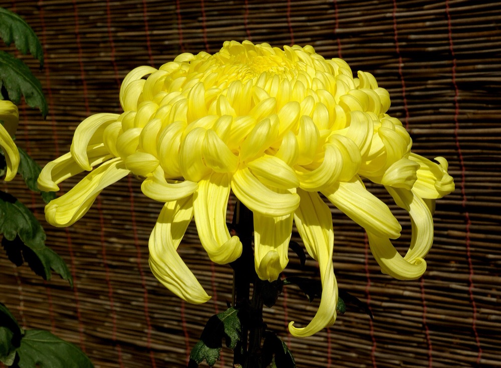 A yellow spider chrysanthemum with curling petals