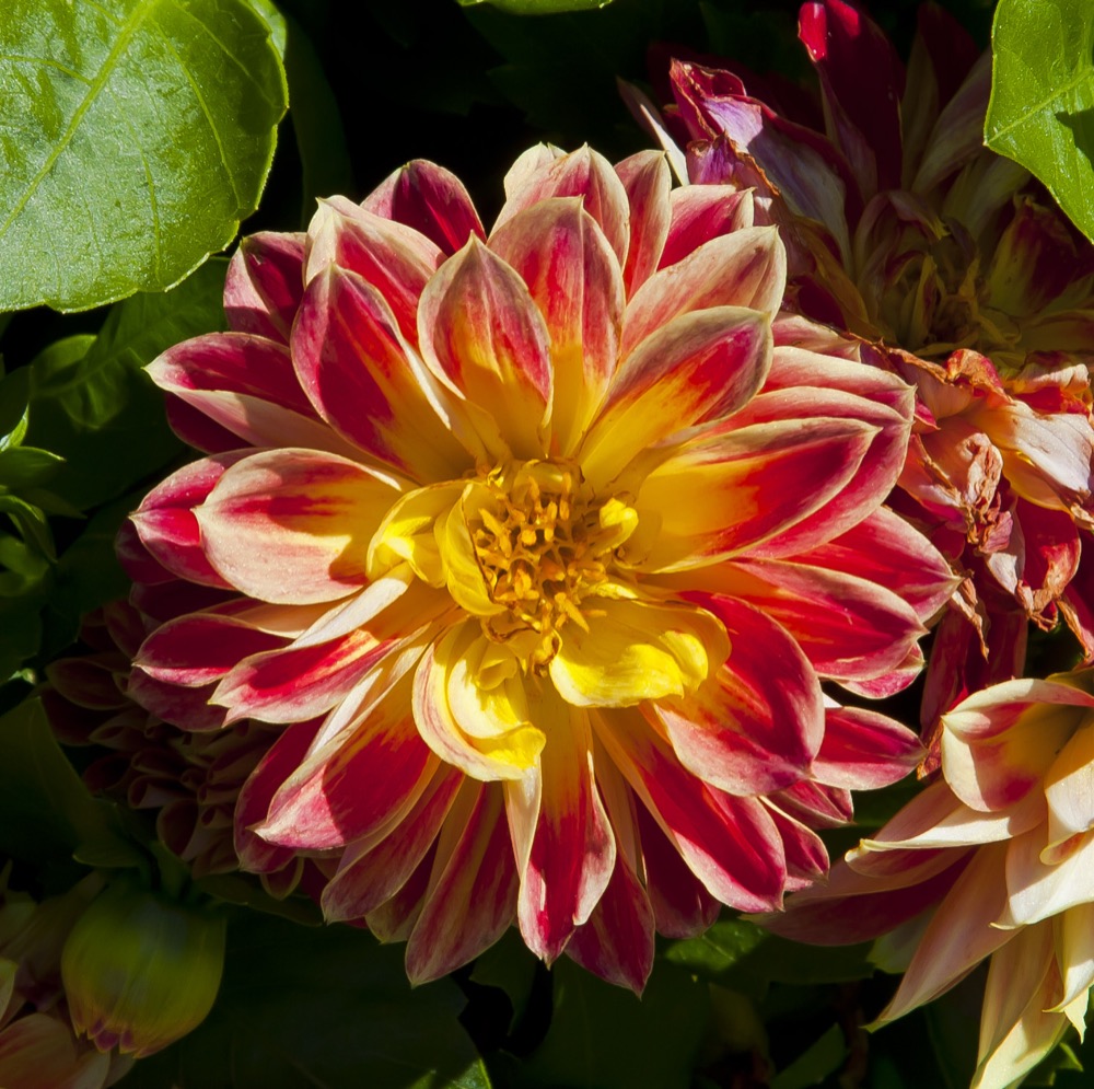 A red and yellow cactus dahlia in full bloom