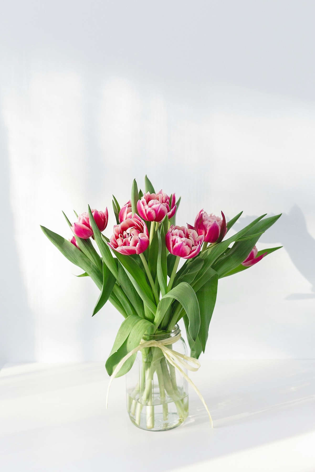 Pink and white tulips in a glass vase on a white table