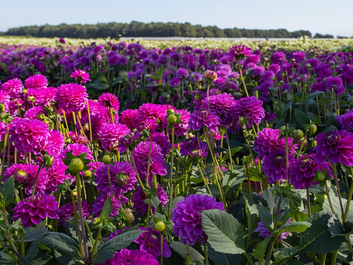 A field of magenta and purple dahlias in bloom