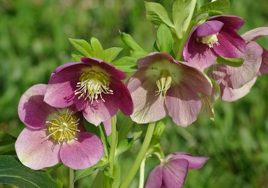 Pink and plum hellebore flowers