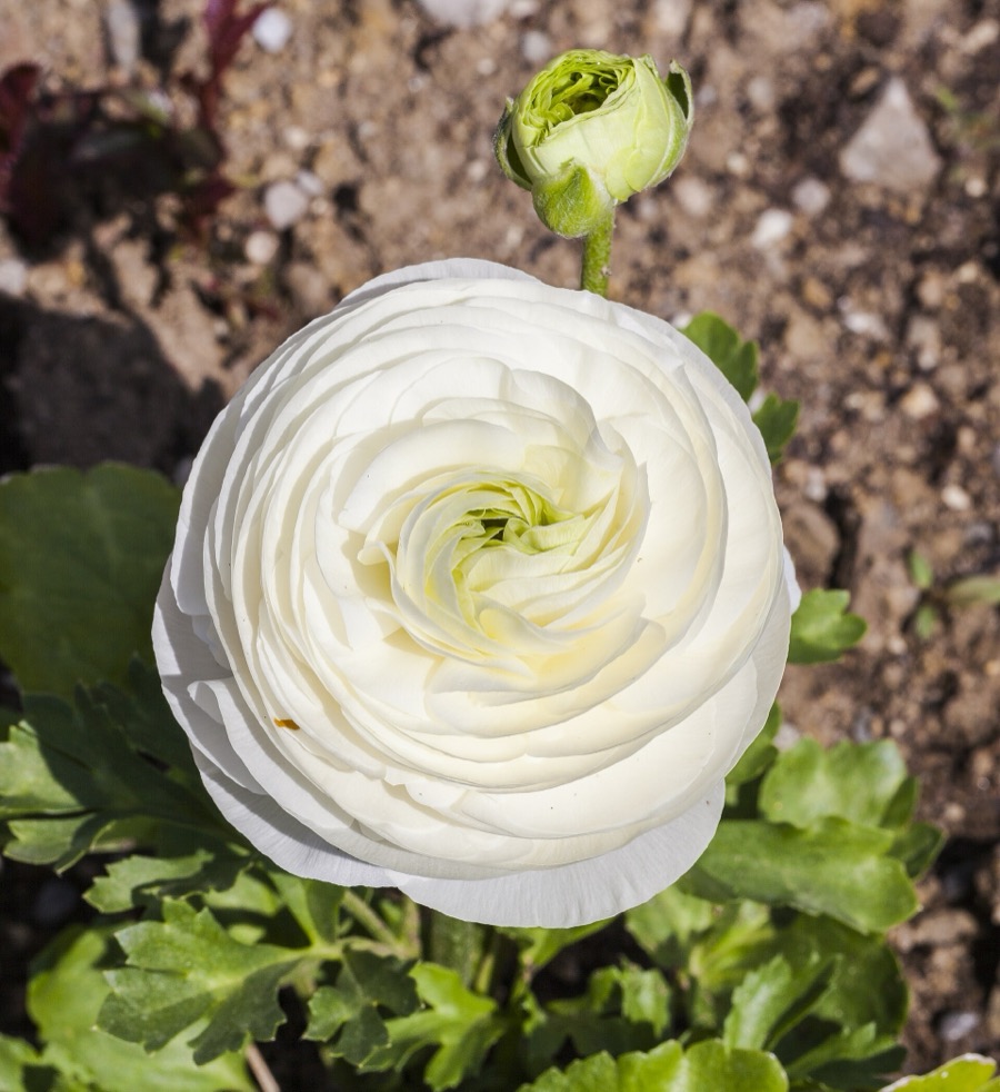 A white ranunculus flower with layered petals