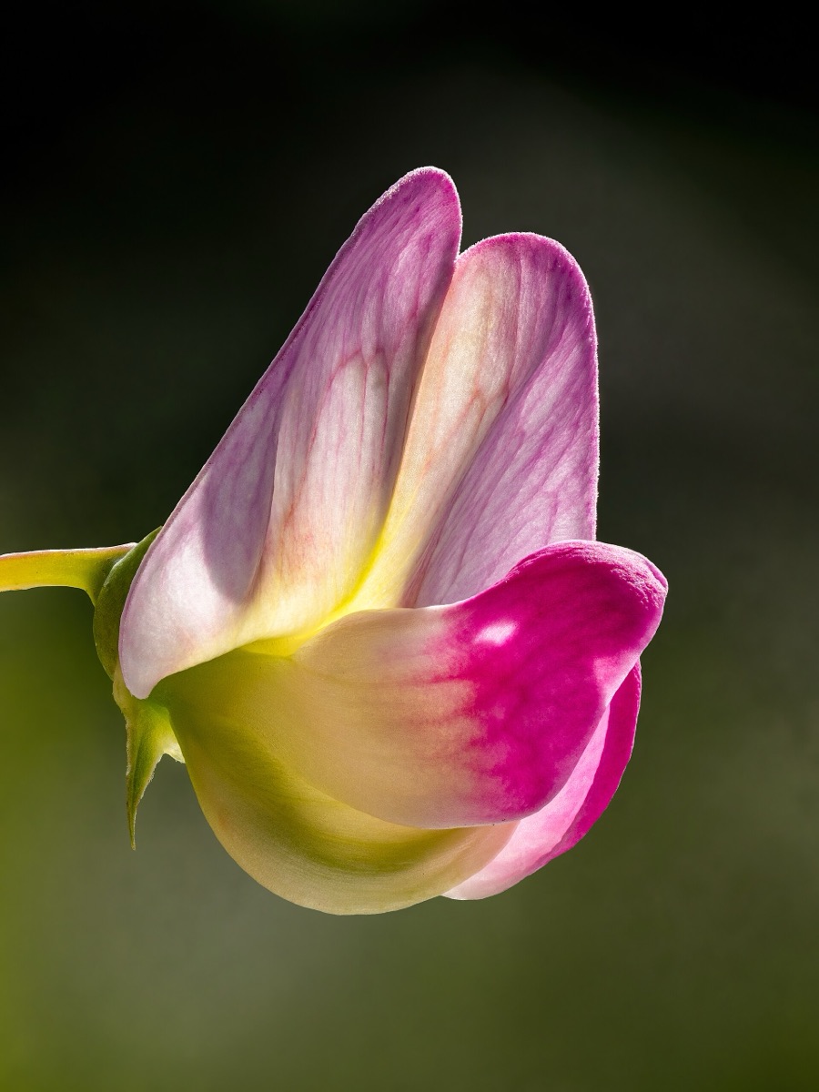 A pink and white sweet pea flower