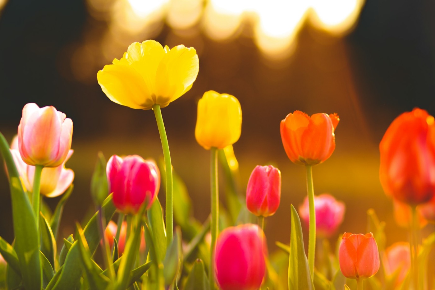 Colourful tulips glowing in low evening sunlight