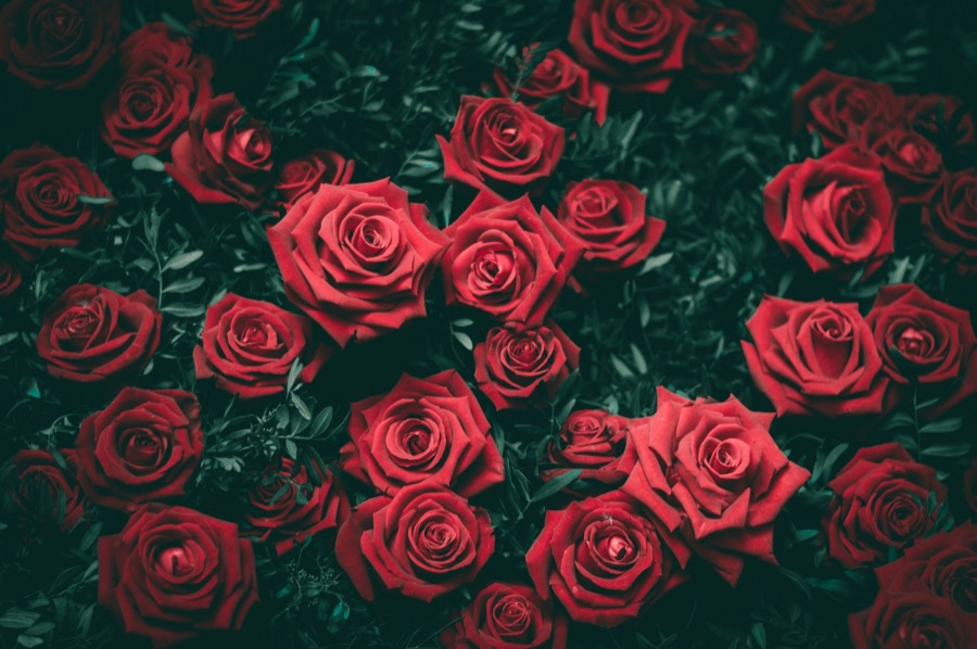 Rows of red roses on a bush