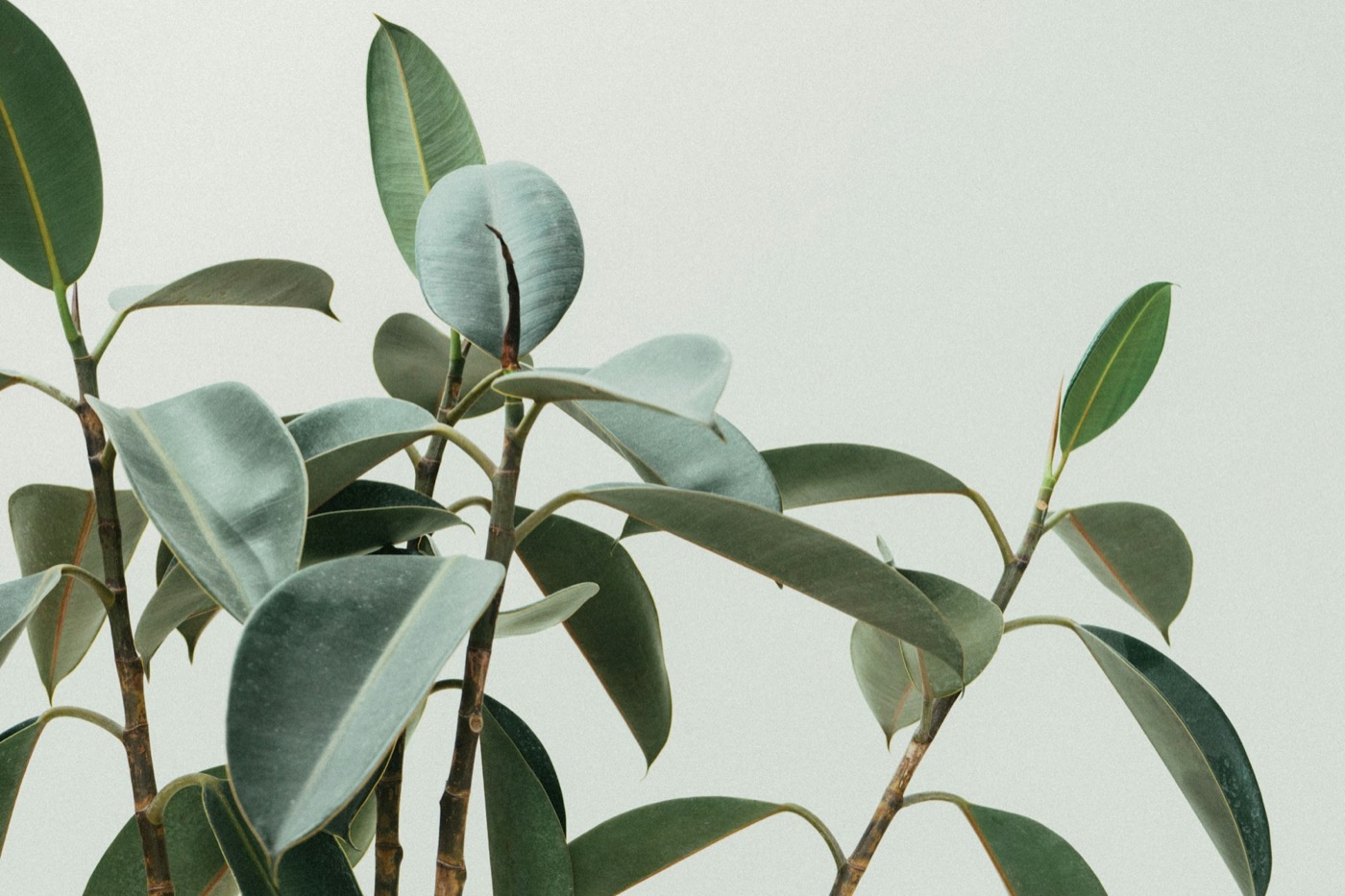 Green ficus leaves against a pale wall