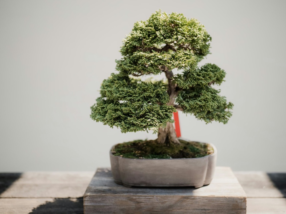 A bonsai tree in a ceramic pot on a wooden stand