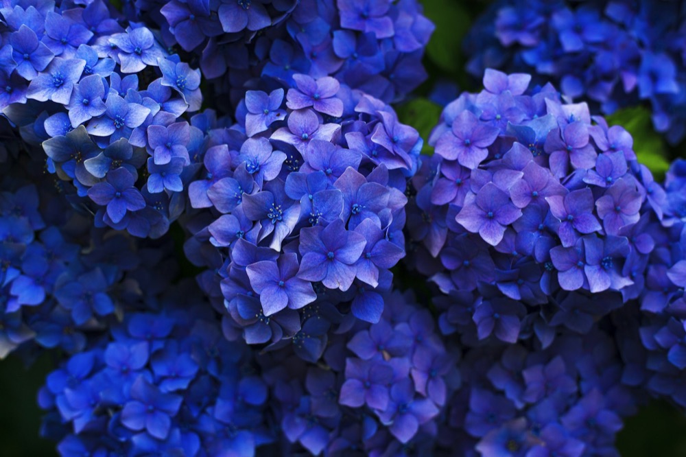 Deep blue hydrangea blooms