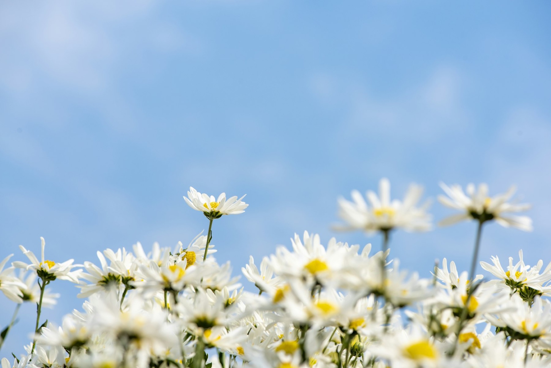 White daisies against a blue summer sky