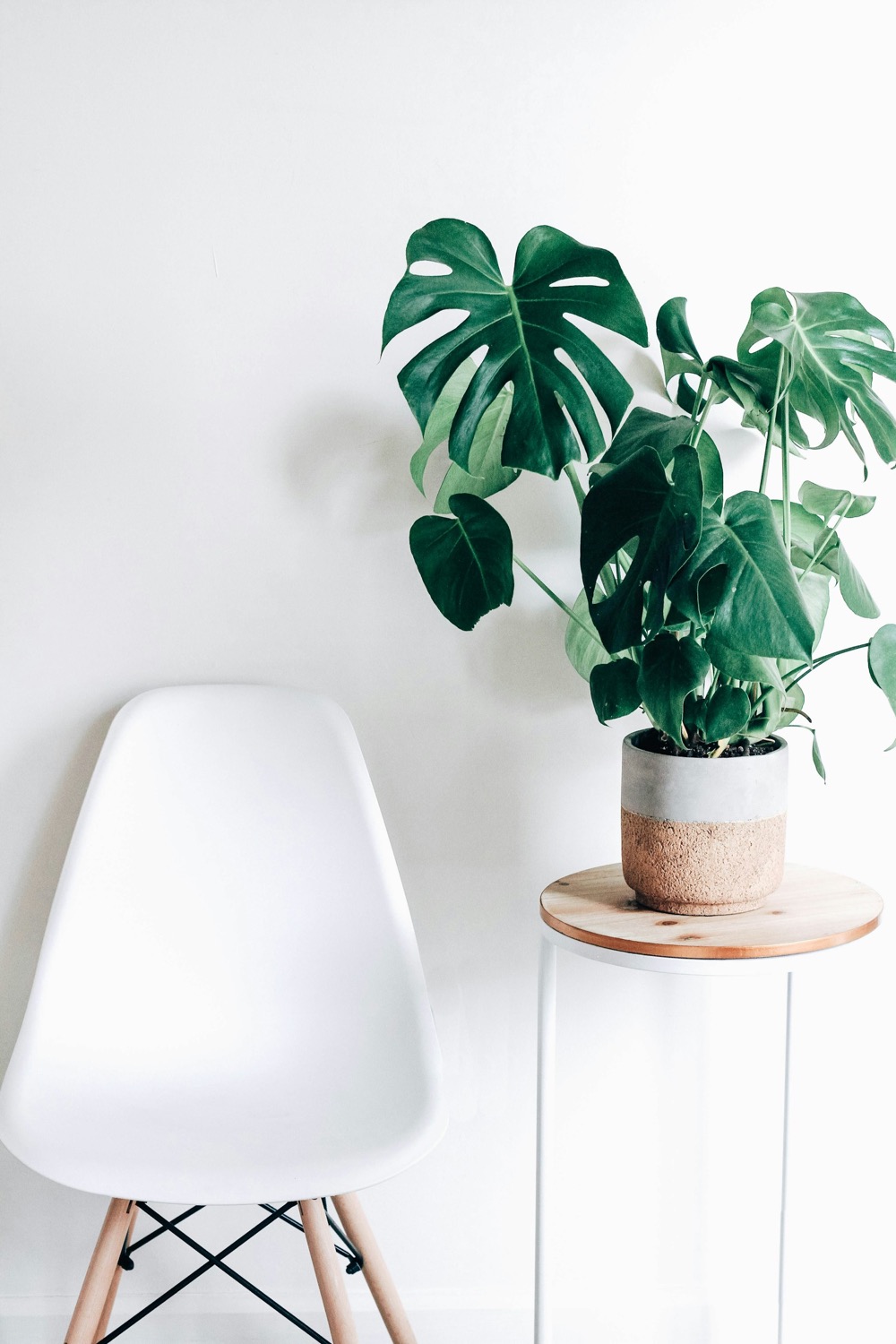 A monstera plant in a white pot beside a white chair