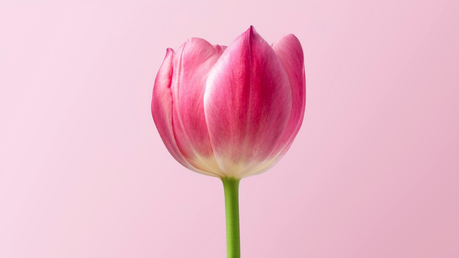 A single pink tulip against a pink background