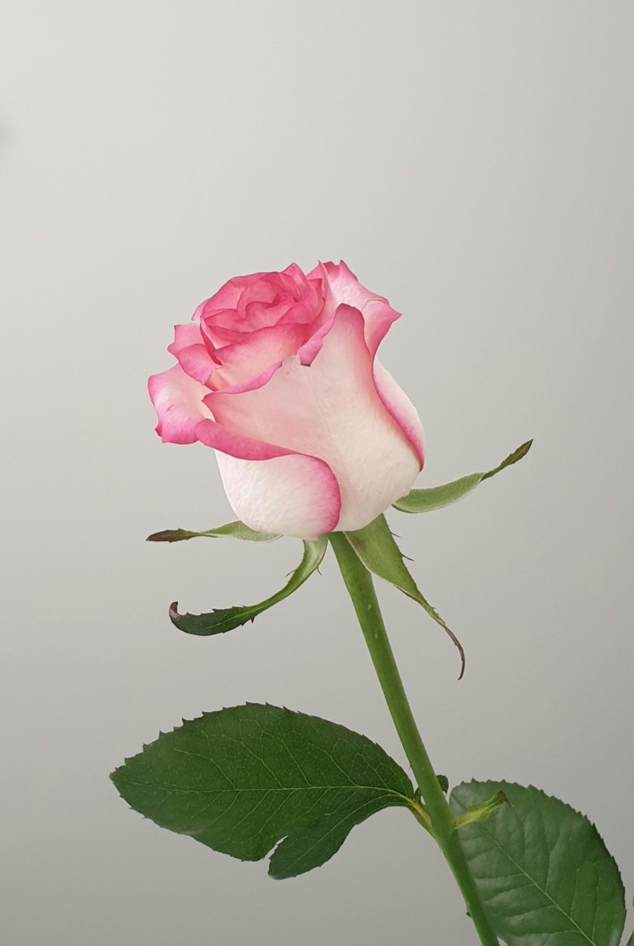 A single pink and white rose on a long stem