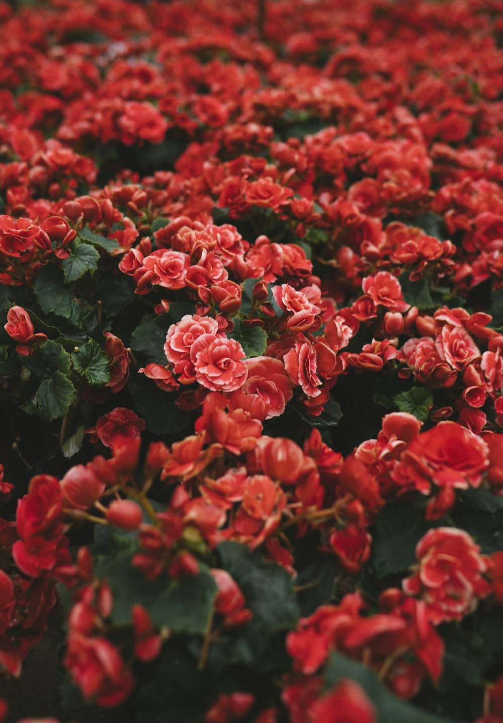 A mass of red blooms in a ceremony arrangement