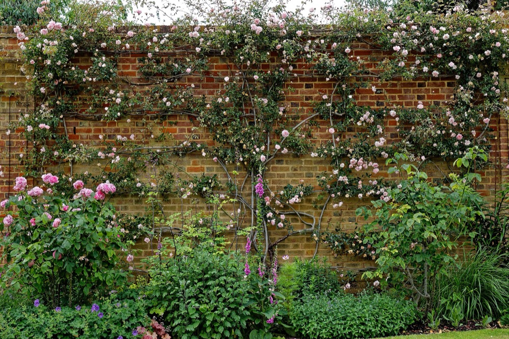 A brick garden wall covered in climbing roses